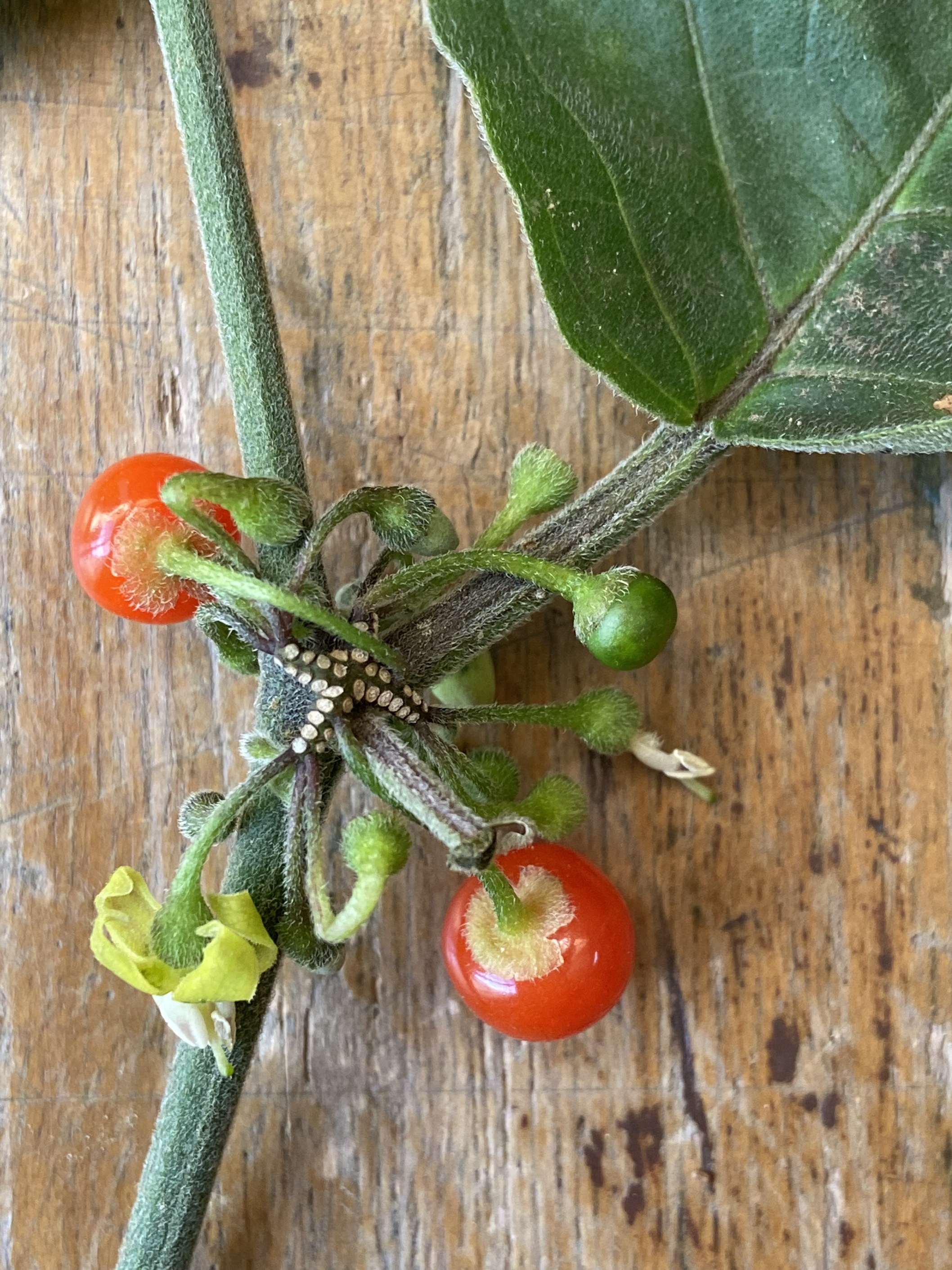 Witheringia solanacea by G.Sierra